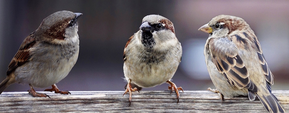 three birds perched on a logo talking to one another