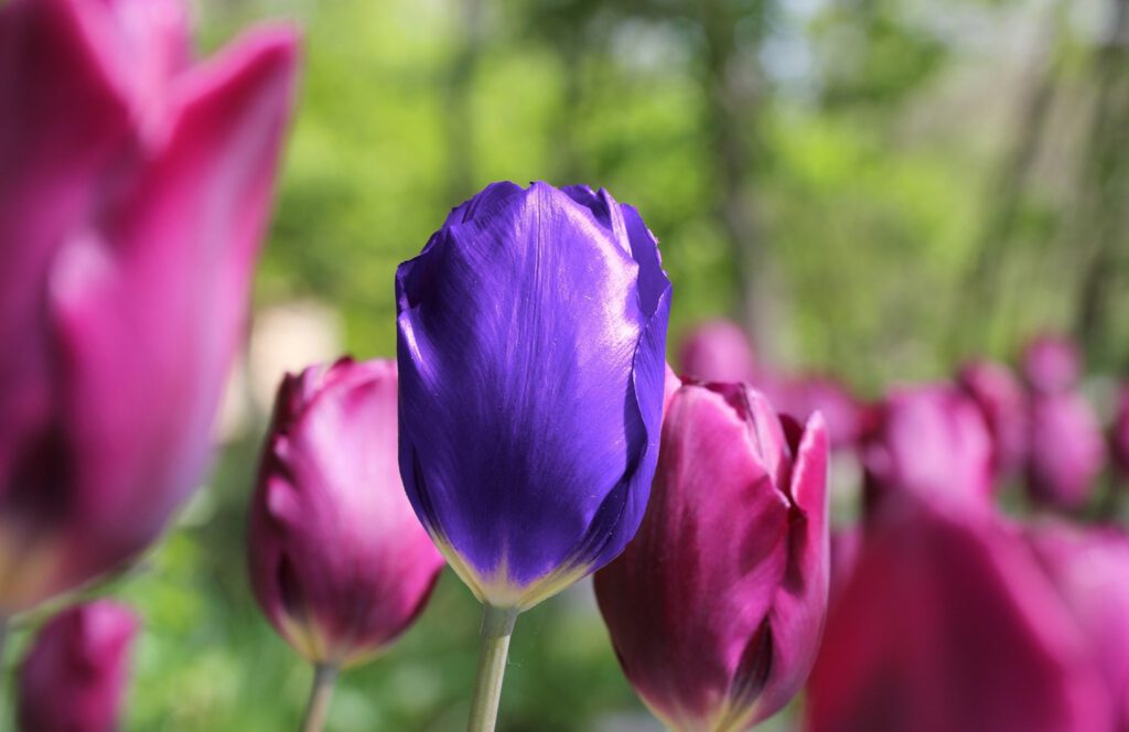 what makes your business unique: a purple tulip in a sea of pink tulips