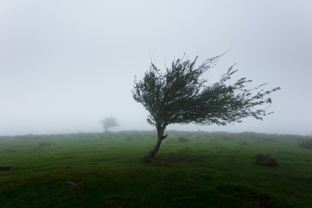 tree in the wind