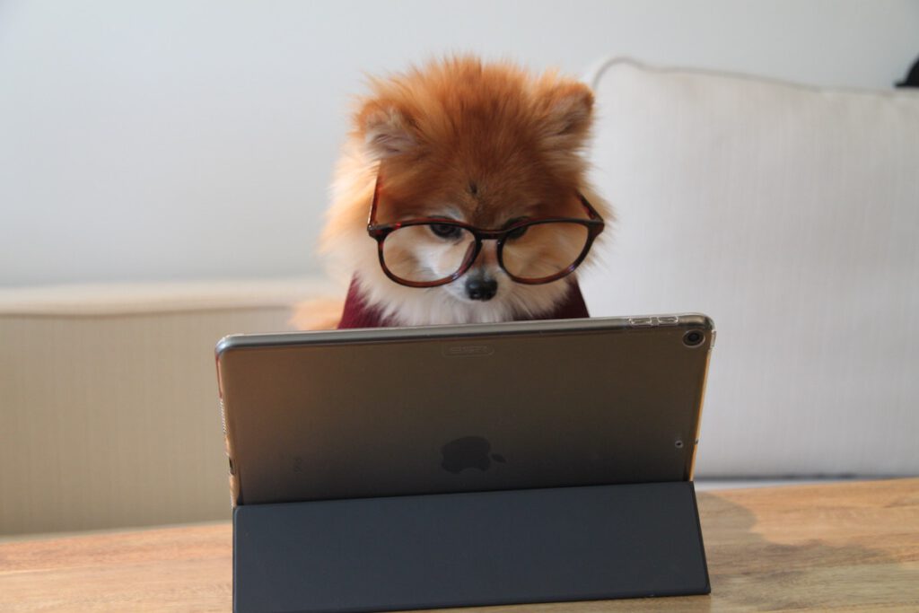 dog at a computer wearing glasses