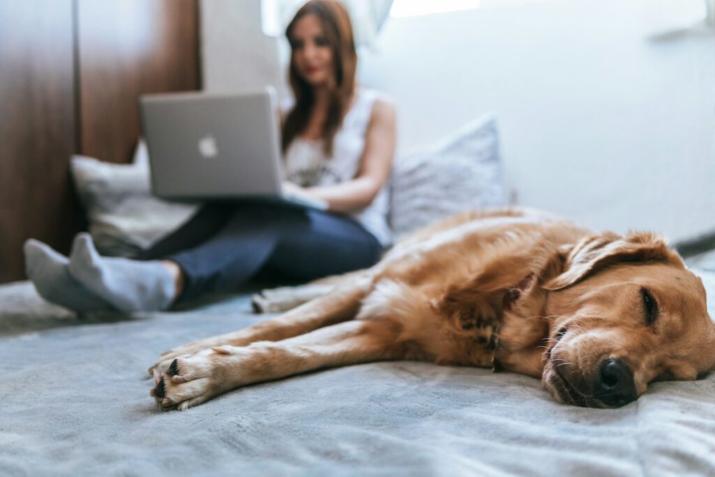 woman on her laptop with a dog