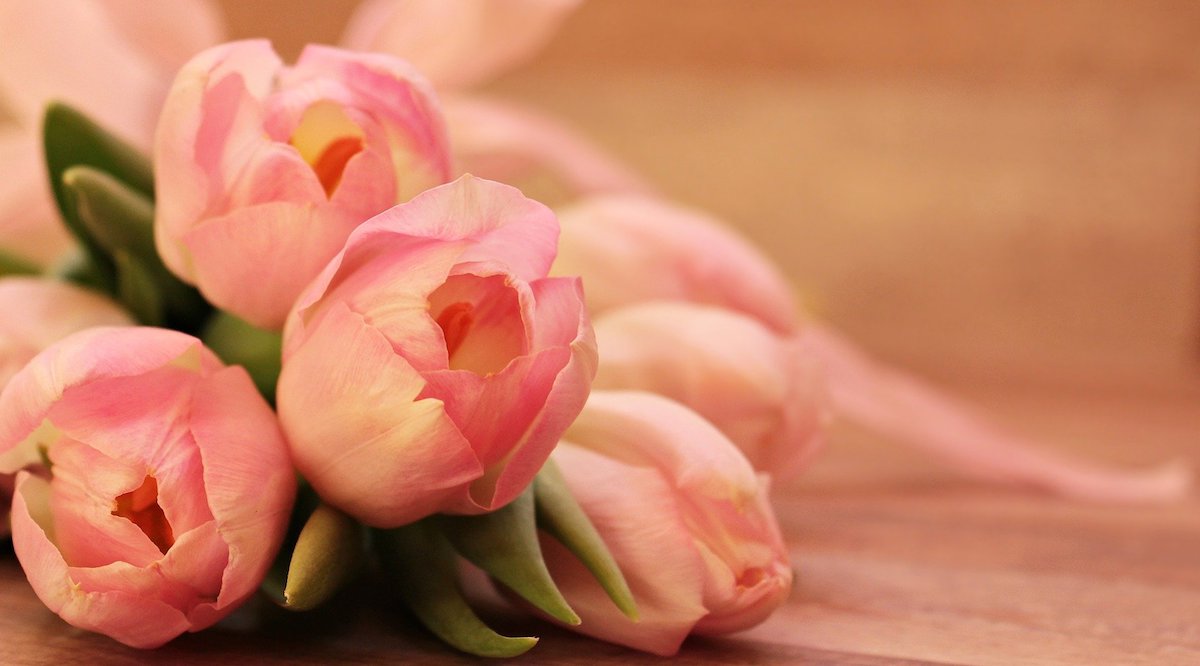 bouquet of tulips