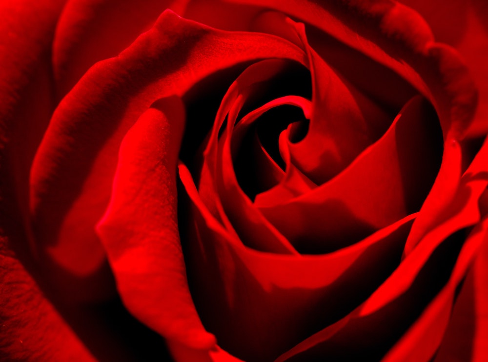 red rose