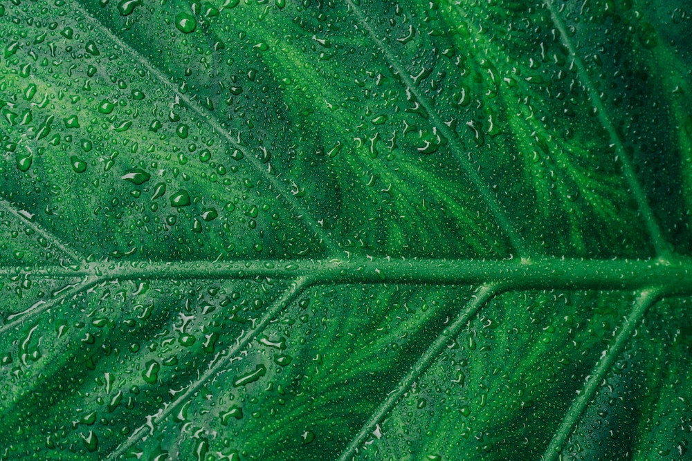 green leaf closeup