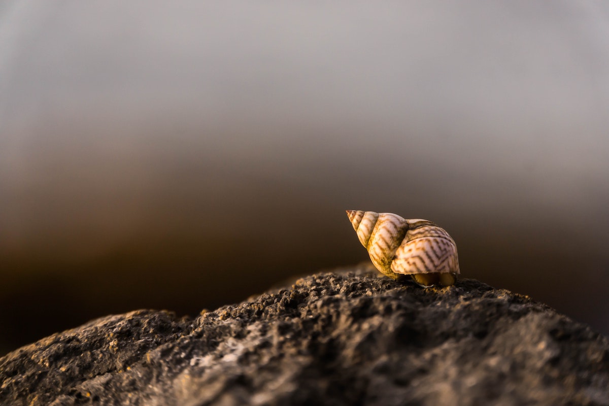 hermit crab crawling