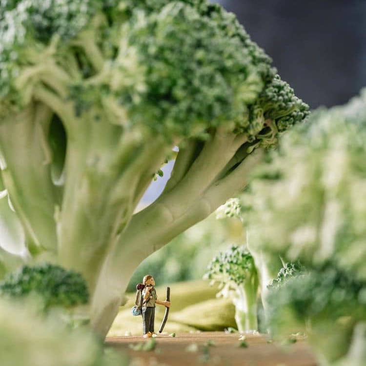 giant trees of broccoli with tiny little people underneath exploring