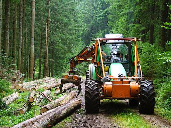 cutting-down-trees