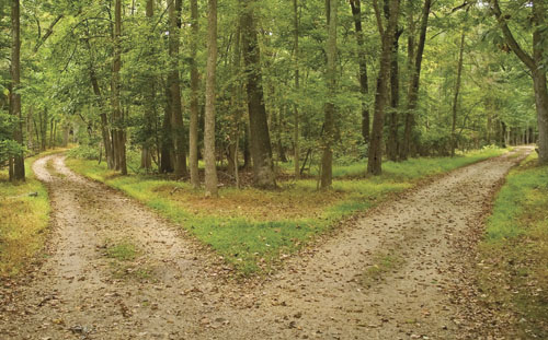 when to fire a client - two paths diverging in the woods