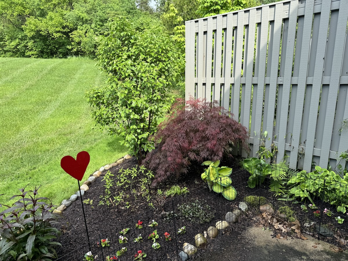 outdoor garden with flowers, Japanese maple, Hasta plants