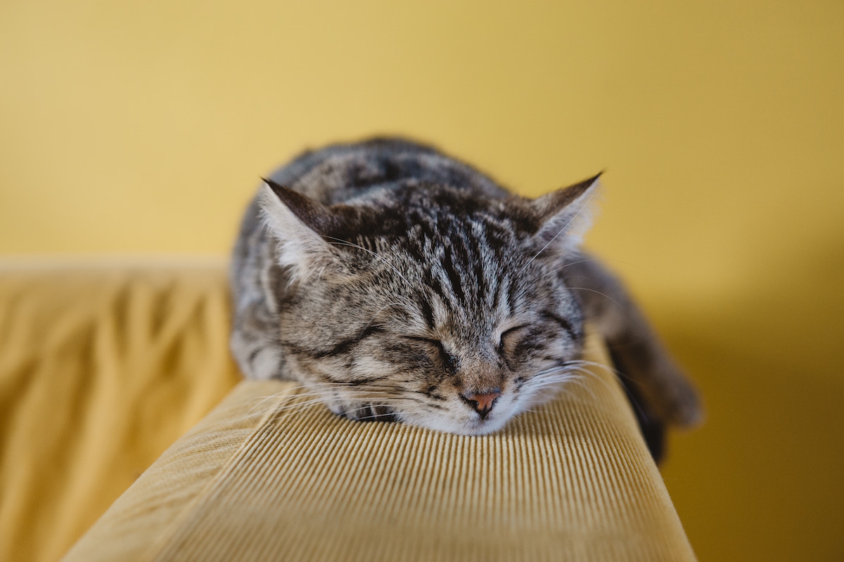 things to do before bed to help you sleep - a sleepy cat