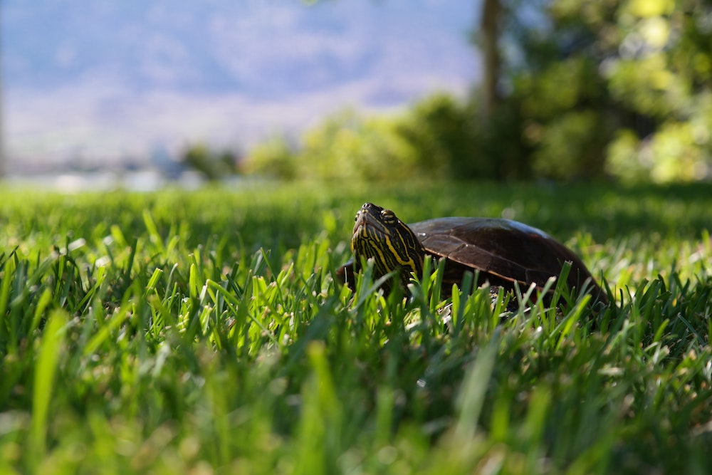 turtle crawling in the grass