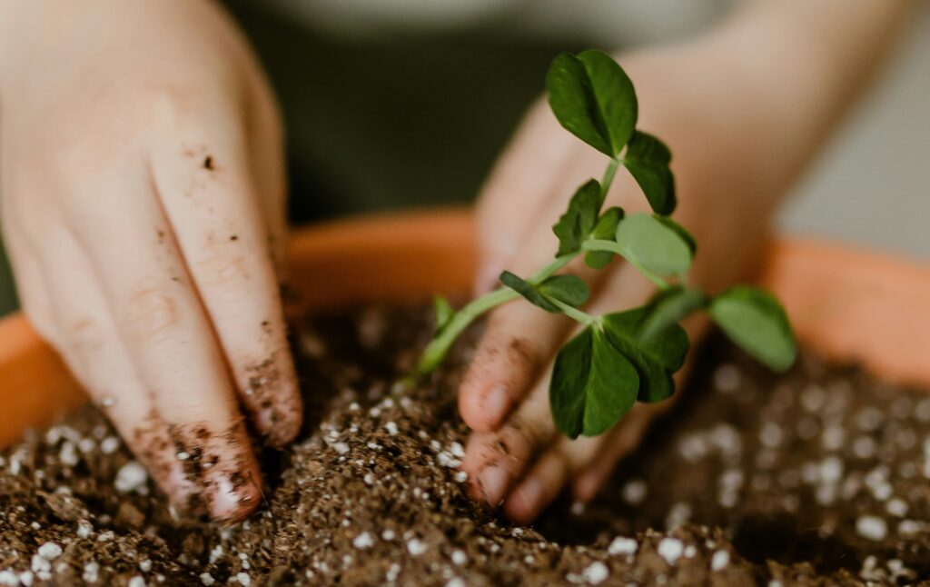 person planting a plant in the soil