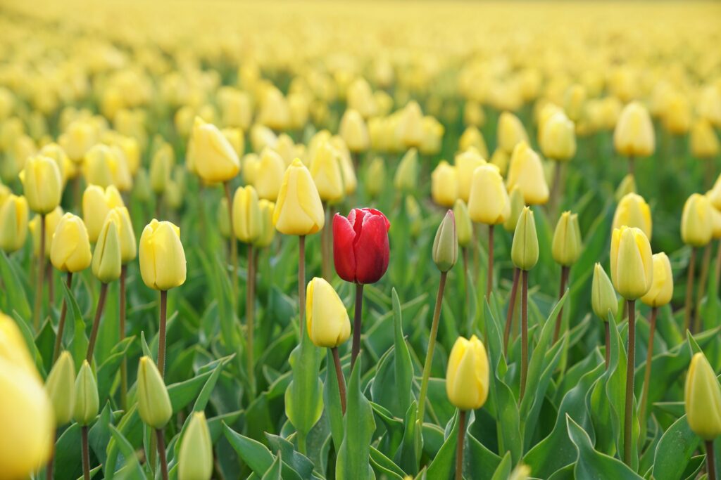 tulips in wide open field